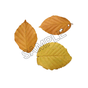 autumn leaves  yellowish sample image png