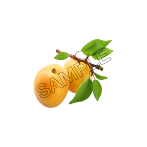 apricot ocean sample image png