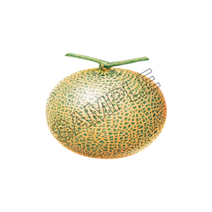 melon gratifying sample image png