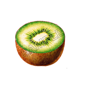 kiwi slice sample image png