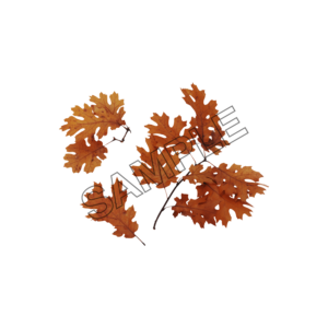 autumn leaves stalk  sample image png