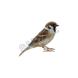 birds sparrow sample image png 