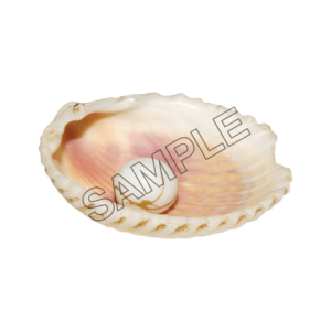 seashells single pearls sample image png