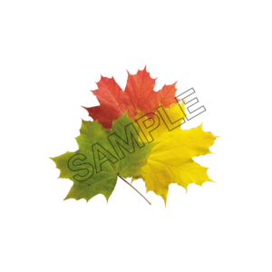 autumn leaves tri-color sample image png