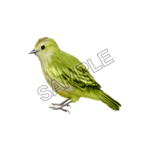 birds green sparrow sample image png 