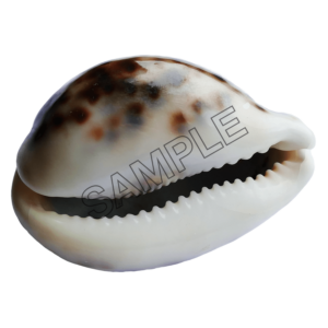 seashells cacoon sample image png