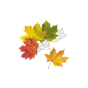 autumn leaves 4-color sample image png