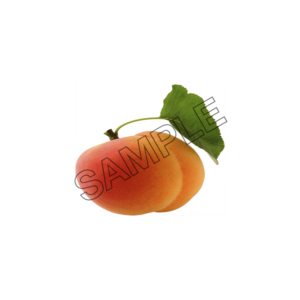 apricot beautiful sample image png