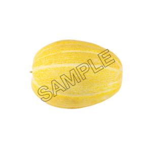 melon mature  sample image png