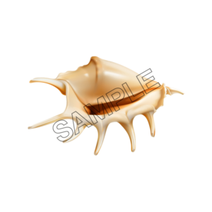 seashells star sample image png