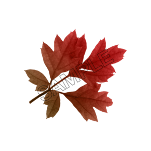 autumn leaves redish sample image png