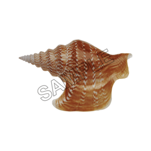 seashells sharp sample image png