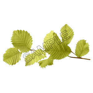 autumn leaves fresh sample image png