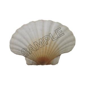 seashells fan sample image png