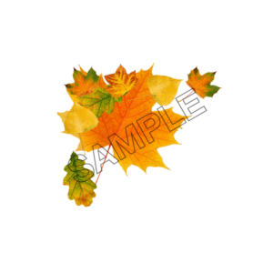 autumn leaves orange sample image png