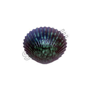 seashells  azure sample image png