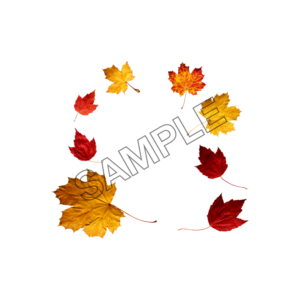 autumn leaves examples sample image png