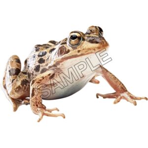 ugly brown toad front view png
