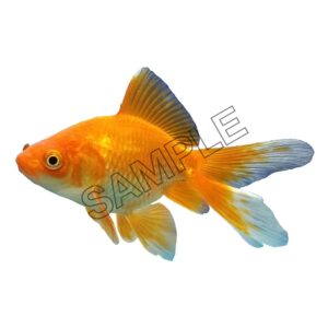 small goldfish swimming png
