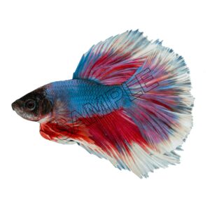 japanese fighting fish from japan png 