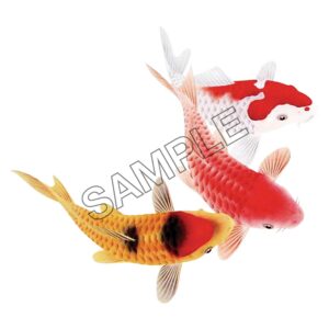 koi fish swimming together png
