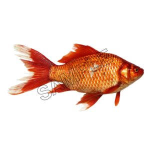 large swimming goldfish
