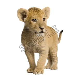 cute lion cub
