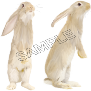 Animals, image of rabbit, png