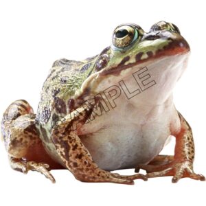 ugly green toad front view