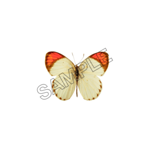 butterfly bi-color sample image png