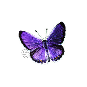 butterfly ultra-violet sample image png