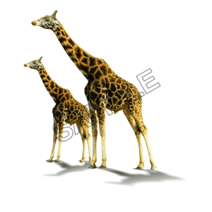 giraffes together sample image png