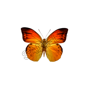 butterfly floral sample image png