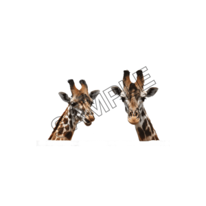 giraffes aspect sample image png