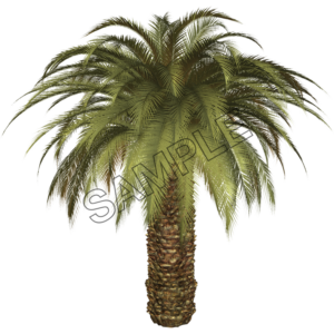 palm king tree sample image png