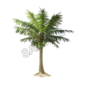 palm tree radial branches sample image png