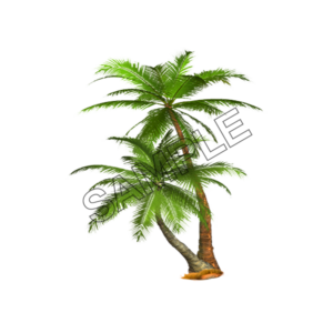 two palm trees sample image png