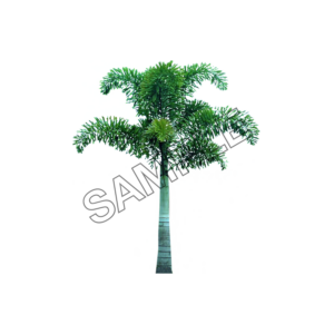 evergreen palm tree sample image png