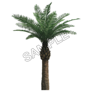 upright palm tree sample image png