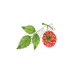 raspberry with leaf sample image png