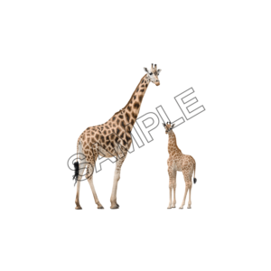 giraffe mom and baby sample image png