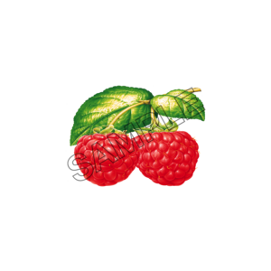 raspberries darling sample image png