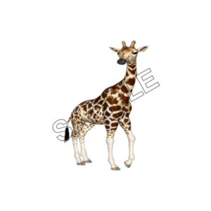 giraffe baby sample image png