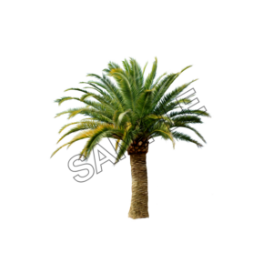 palm strong tree sample image png