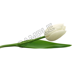 tulip white color sample image png