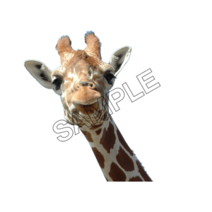 giraffe s Look sample image png