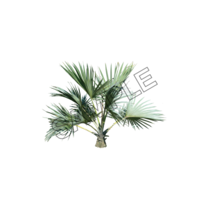 palm branches tree sample image png