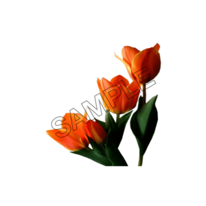 tulip orange color sample image png