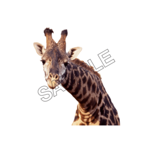 giraffes face sample image png