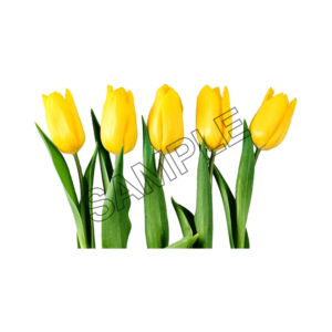 tulip yellow color sample image png